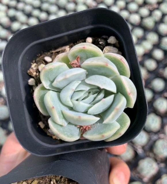 上百块的花盆，有必要买吗？2块的塑料盆，一样能养多肉！休闲区蓝鸢梦想 - Www.slyday.coM