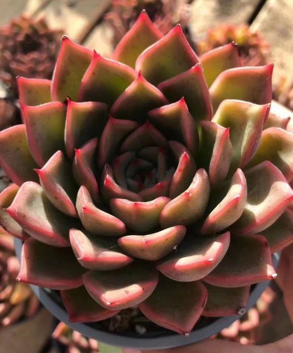 上百块的花盆，有必要买吗？2块的塑料盆，一样能养多肉！休闲区蓝鸢梦想 - Www.slyday.coM