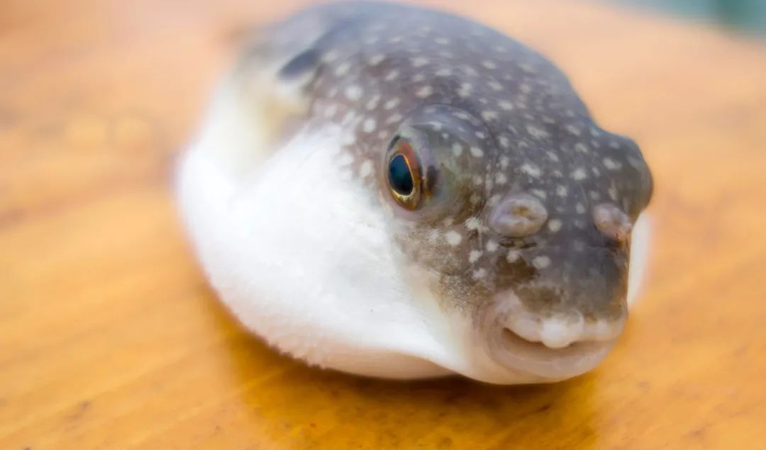 河鲀毒素虽见于河鲀体内,真正来源却不是河鲀.