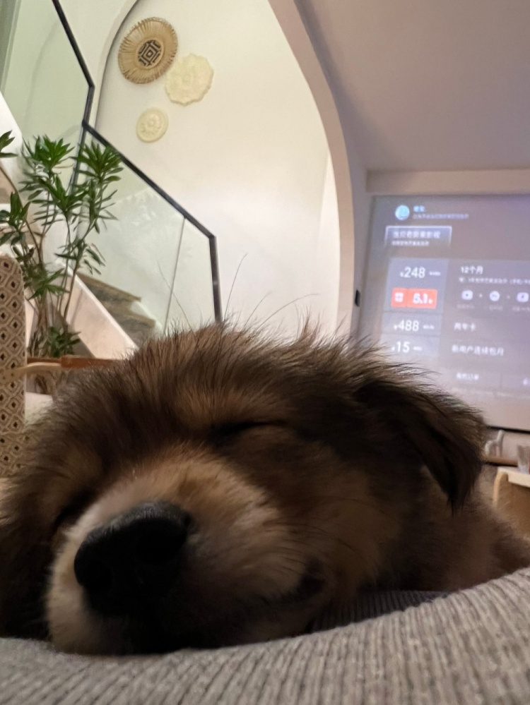 李添荣女友晒小奶狗：小发发 你是我们888天的礼物🎁休闲区蓝鸢梦想 - Www.slyday.coM