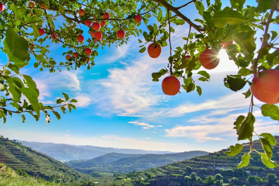 甘肃省静宁县余湾乡苗岘村山地果园.
