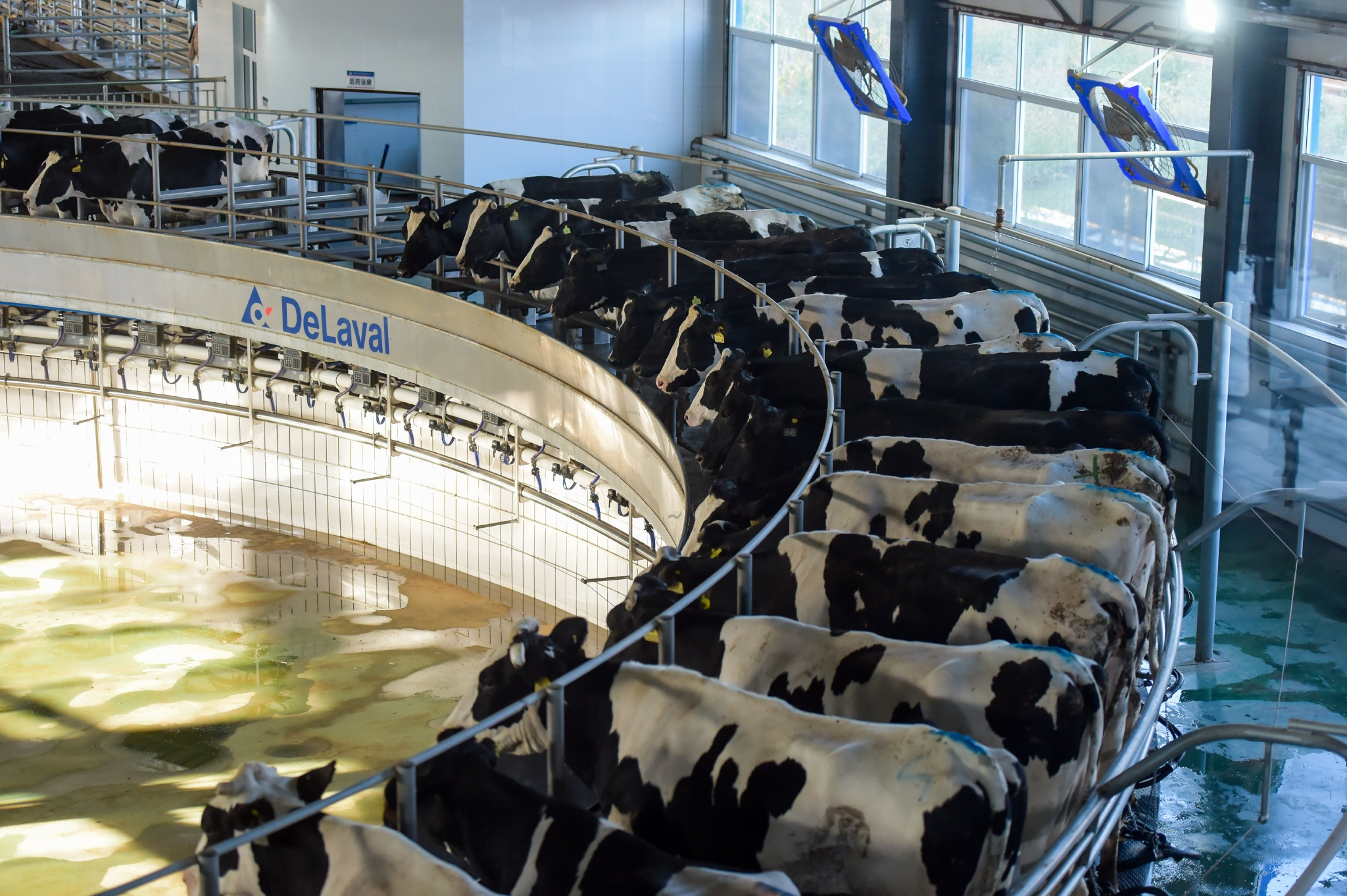 呼和浩特:发展奶牛养殖 推进奶业振兴|内蒙古|新华社|呼和浩特市_新浪