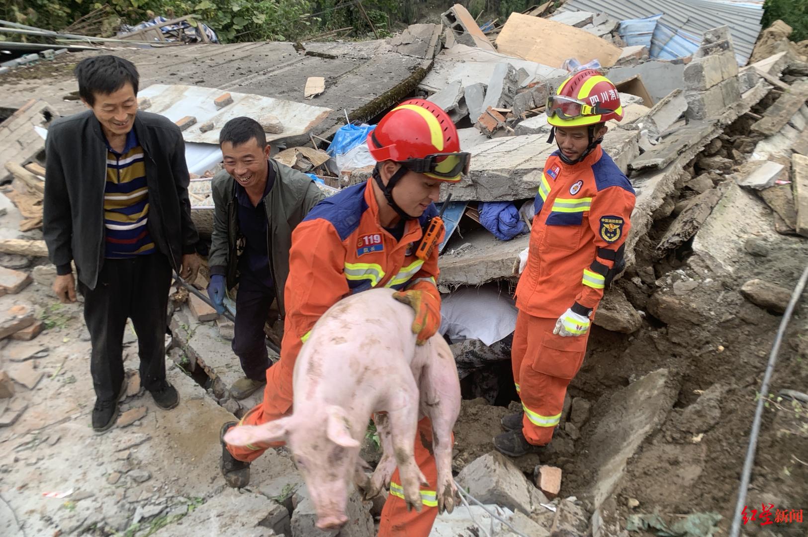 消防员转运完伤员后,又救出垮塌猪圈下的16头“二师兄”|消防员|乐山市|消防_新浪新闻