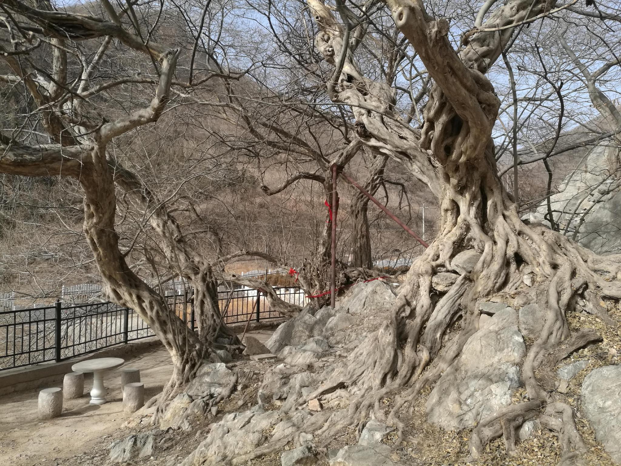 明代池州的青檀树__财经头条