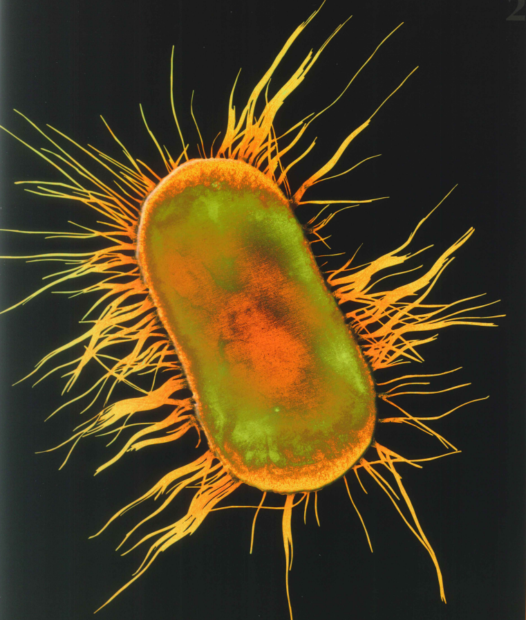 大肠杆菌的样子图片