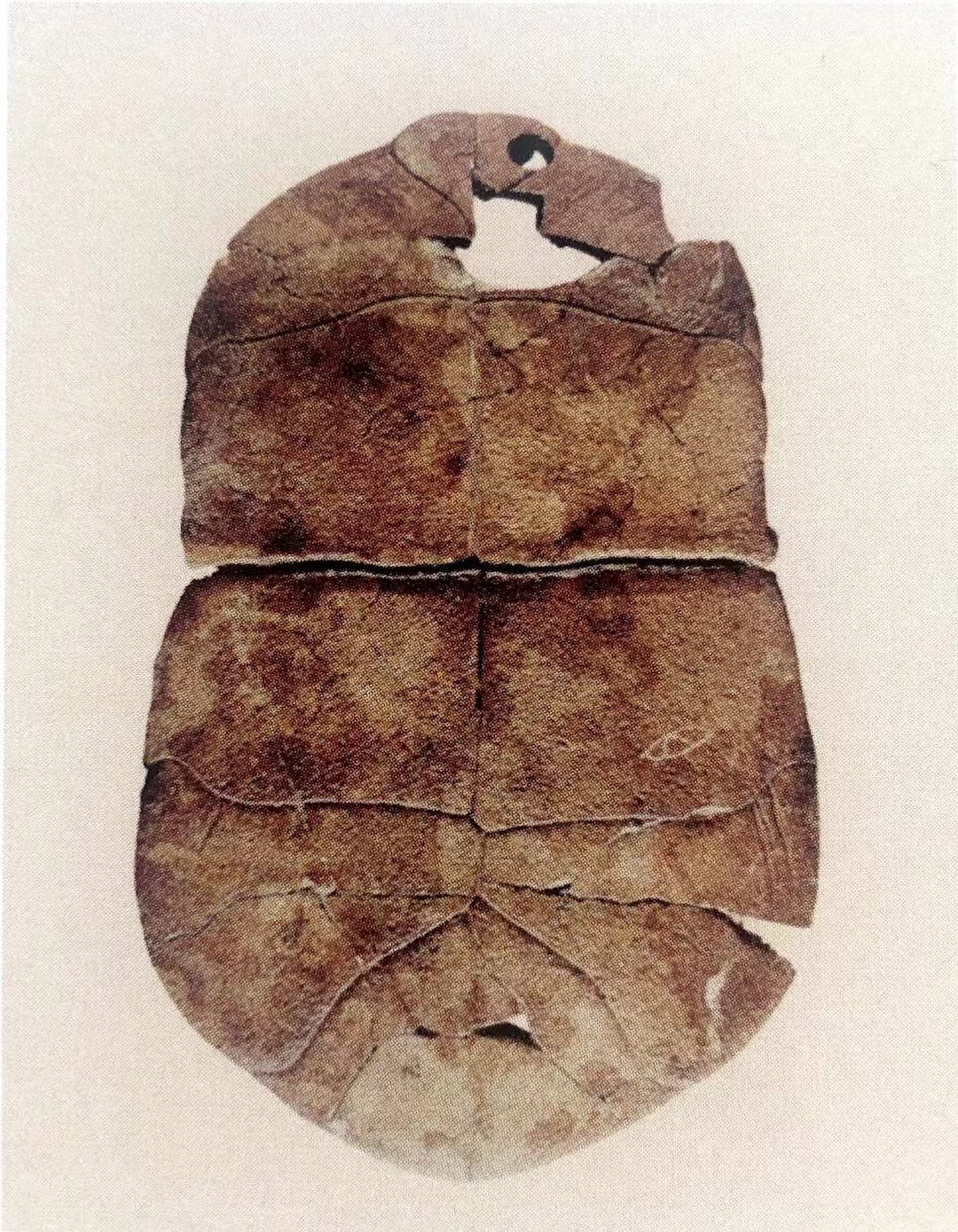 图13 舞阳贾湖遗址出土的"目"字刻符龟甲甲骨文是一种比较成熟的文字