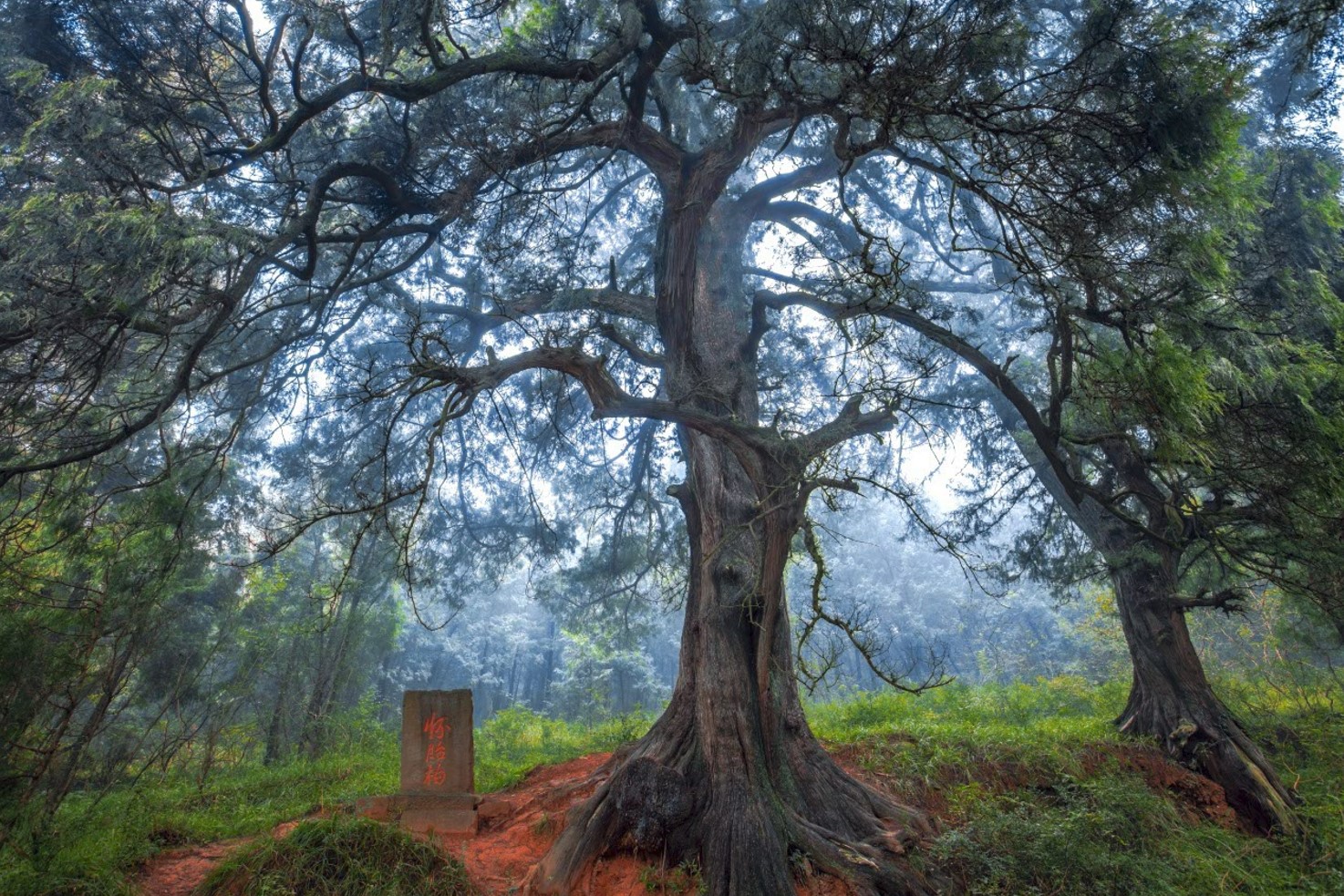 第二次全国古树名木资源普查公布 5000年以上古树有5株休闲区蓝鸢梦想 - Www.slyday.coM