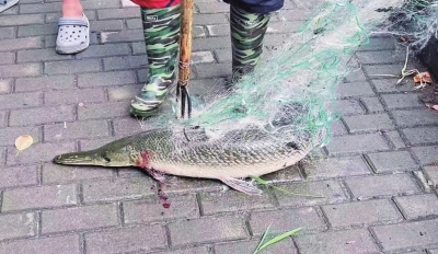沽西浜中的一条鳄雀鳝被成功捕获休闲区蓝鸢梦想 - Www.slyday.coM