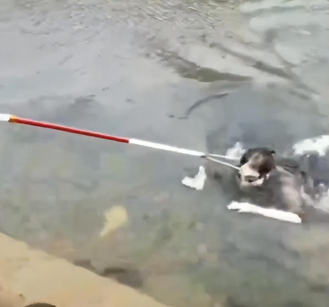 浙江一女子:在禁游区游泳,被大爷套头拉回,网友:套马的汉子休闲区蓝鸢梦想 - Www.slyday.coM 浙江一女子:在禁游区游泳,被大爷套头拉回,网友:套马的汉子休闲区蓝鸢梦想 - Www.slyday.coM