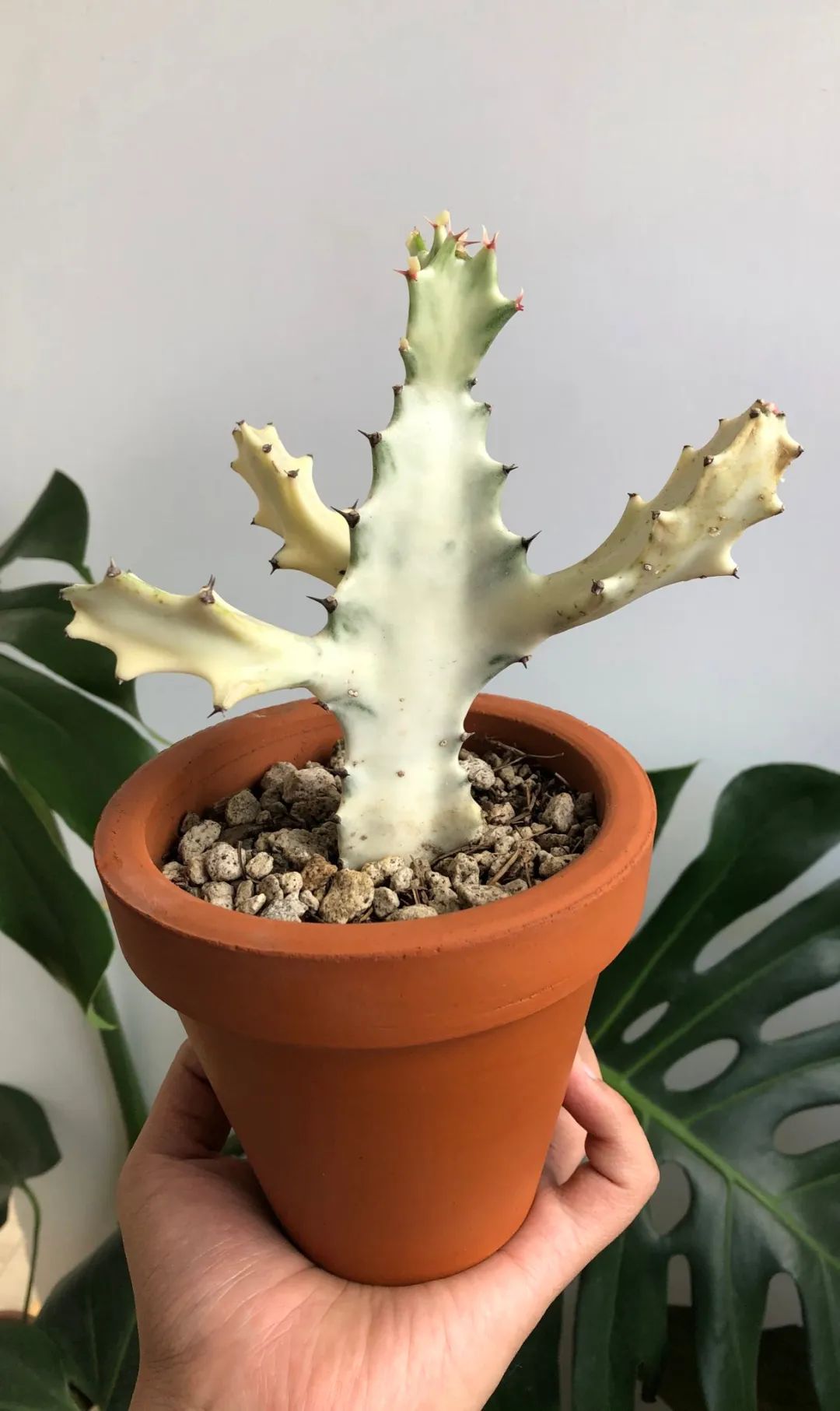 可快速繁殖的帝锦,彩春峰,室内盆栽养不用经常打理,适合新手|盆栽