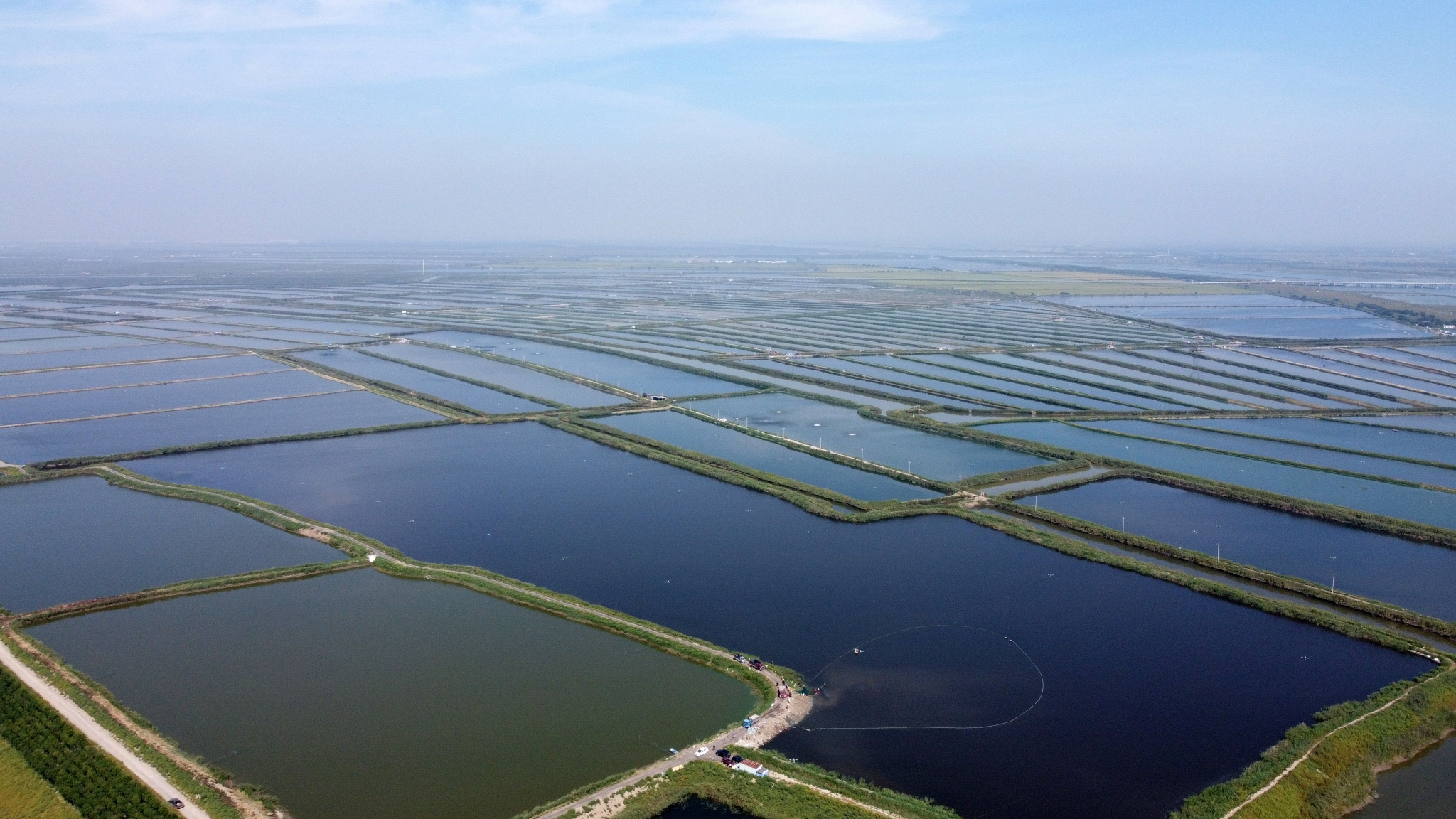 天津万亩虾塘迎来丰收季|天津市|村民|无人机_新浪新闻