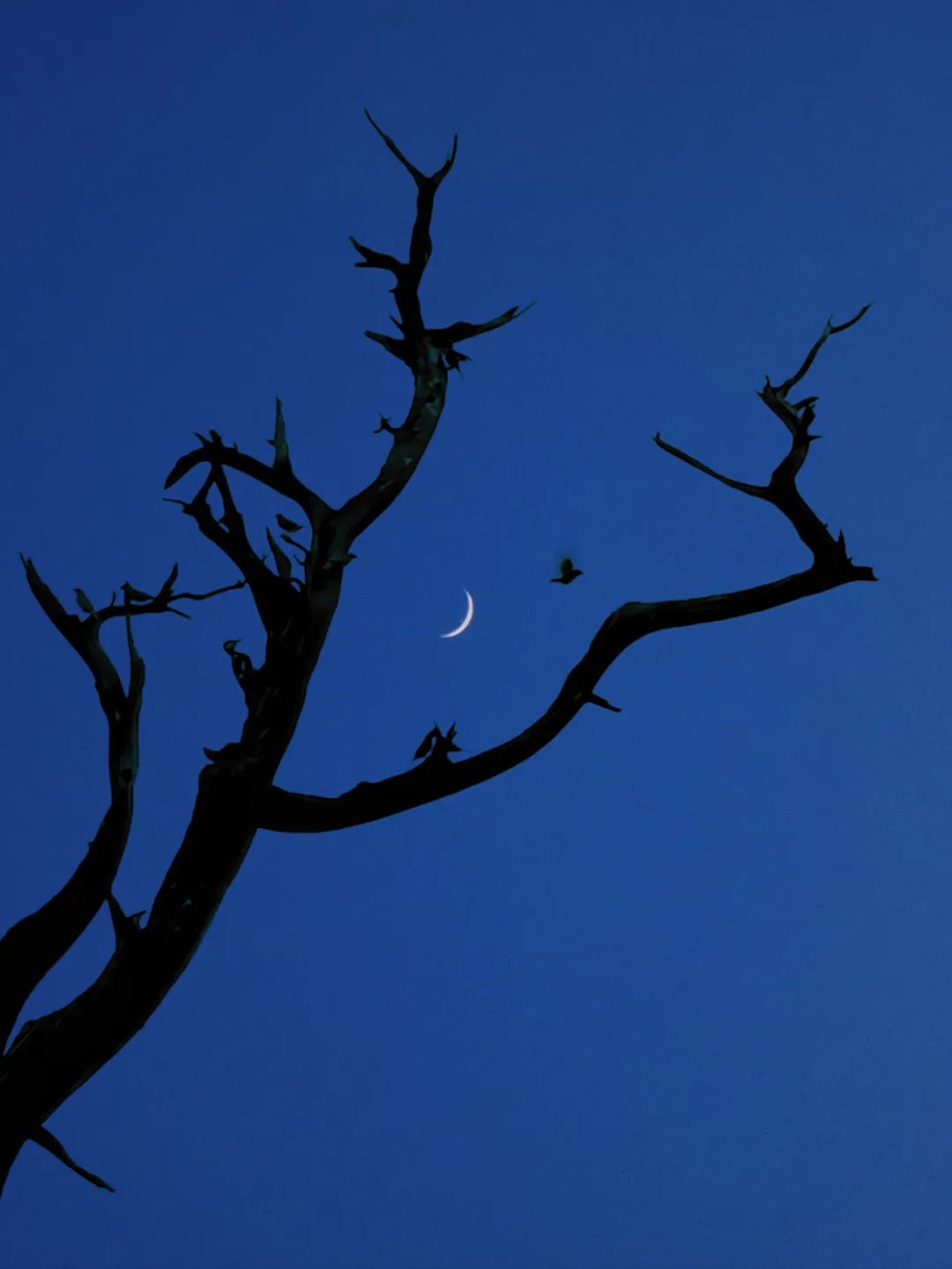 枯木清月图 -08杜文韜 / shot on huawei p20- 初春令月 -08