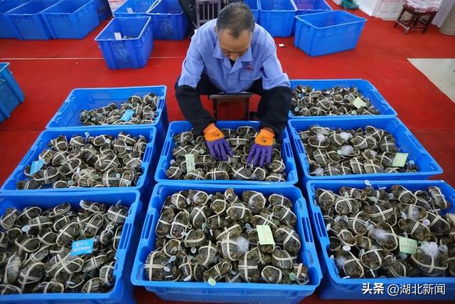 注意！今年你买的阳澄湖大闸蟹可能是假的休闲区蓝鸢梦想 - Www.slyday.coM