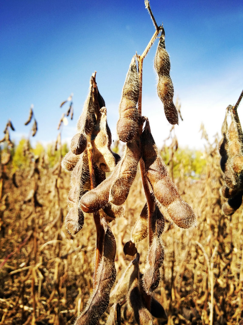 成熟期的大豆(魏强/摄)