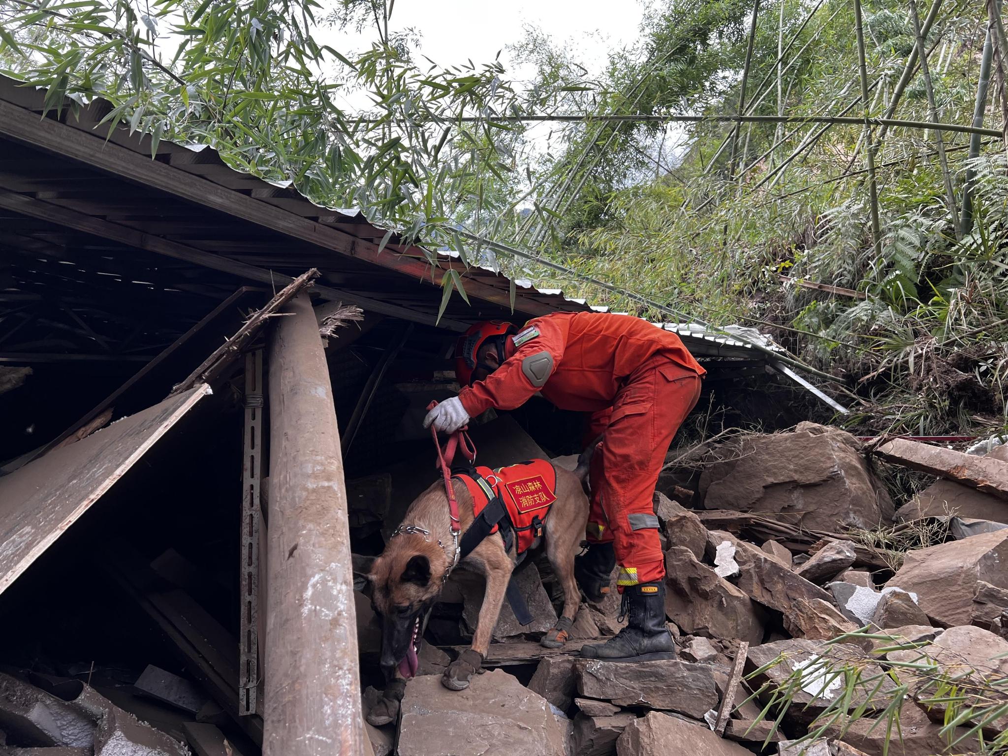 搜救犬“疾风”在搜寻倒塌房屋中的生命气味。受访者供图