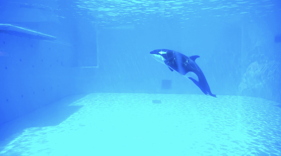 小虎鲸见面会&nbsp; &nbsp;本文图片均由上海海昌海洋公园提供