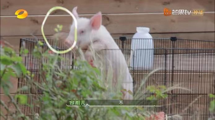 《牧野家族》收视率靠容祖儿，给猪洗澡爆笑，张翰在综艺中不油腻休闲区蓝鸢梦想 - Www.slyday.coM