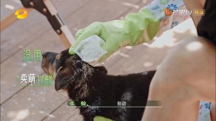 《牧野家族》收视率靠容祖儿，给猪洗澡爆笑，张翰在综艺中不油腻休闲区蓝鸢梦想 - Www.slyday.coM