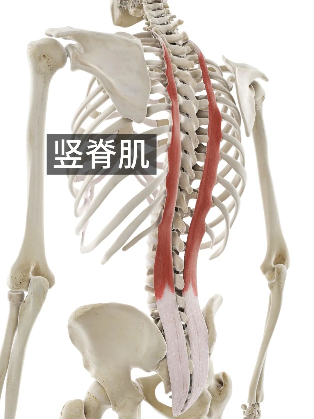 左滑查看更多深层肌群:大都是缠绕着脊椎生长的竖向小肌群,比如:多裂