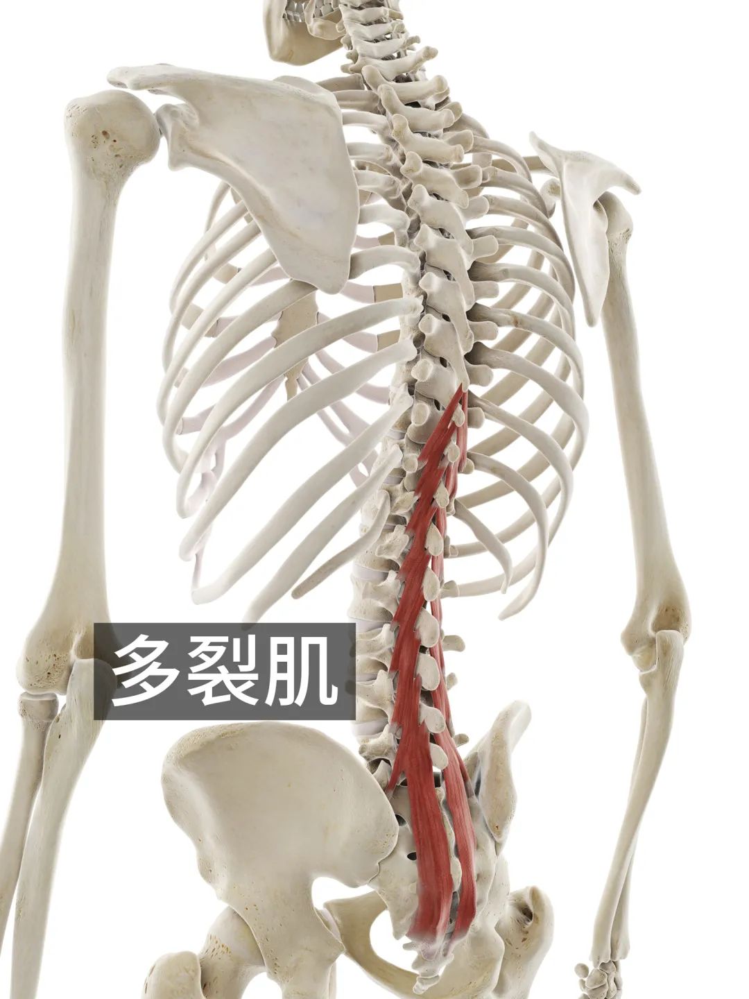 深层肌群:大都是缠绕着脊椎生长的竖向小肌群,比如:多裂肌,棘间肌等等