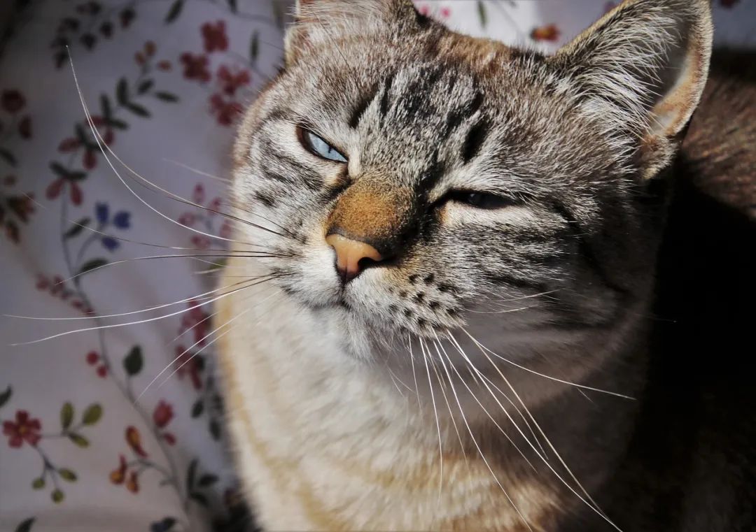 女孩48秒睡着、大笑就晕倒，竟是因为有“睡美人”基因！休闲区蓝鸢梦想 - Www.slyday.coM