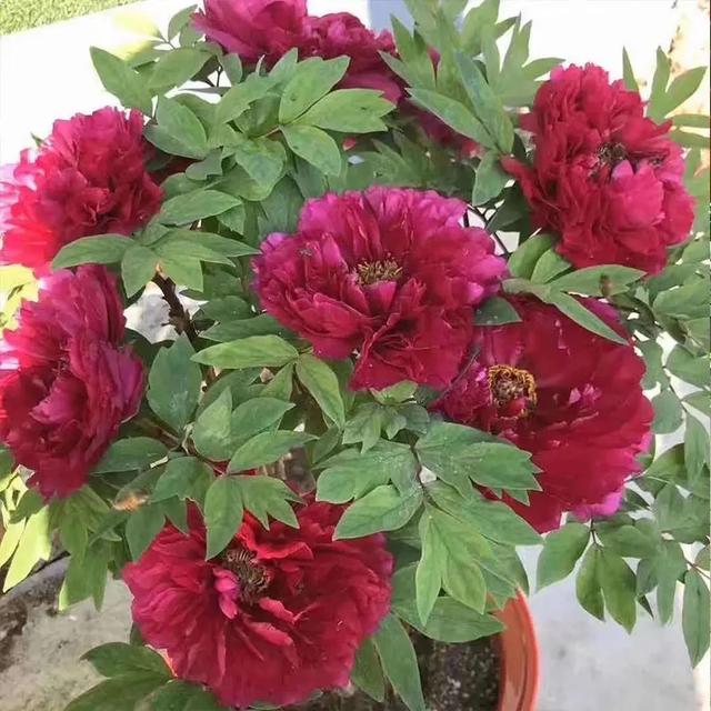 盆栽牡丹花,有"3怕"要避开,长势好,开花又大又艳,富贵华丽|牡丹花