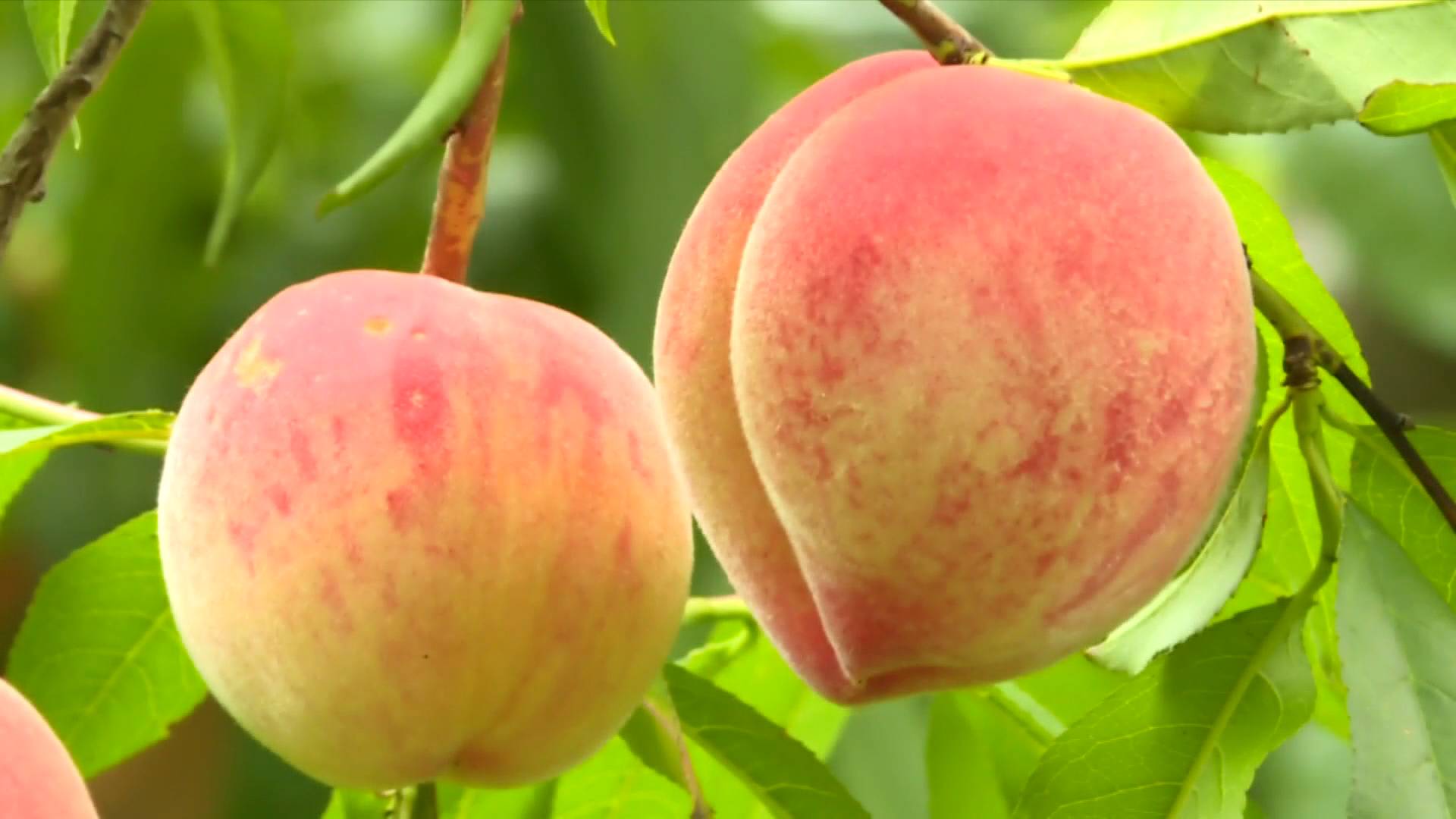 河北顺平:桃果飘香溢太行|河北顺平|河北省_新浪新闻