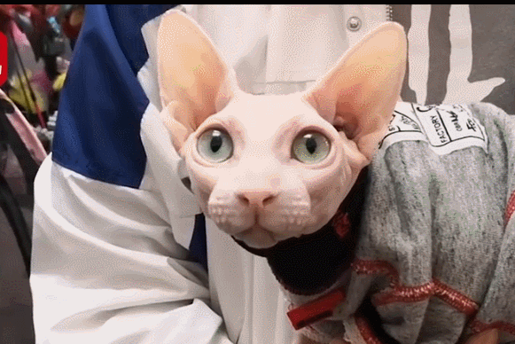 想养“通人性”的猫咪,就选这4种吧,每一只都很懂事休闲区蓝鸢梦想 - Www.slyday.coM 想养“通人性”的猫咪,就选这4种吧,每一只都很懂事休闲区蓝鸢梦想 - Www.slyday.coM