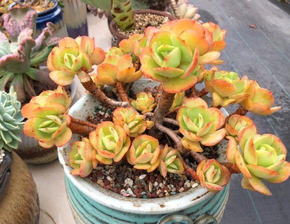 秋天到了，又想入手一波？又爱又恨的多肉，该不该入手呢？休闲区蓝鸢梦想 - Www.slyday.coM