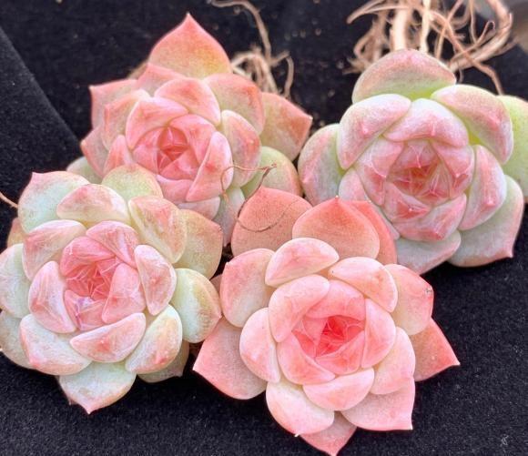 秋天到了，又想入手一波？又爱又恨的多肉，该不该入手呢？休闲区蓝鸢梦想 - Www.slyday.coM