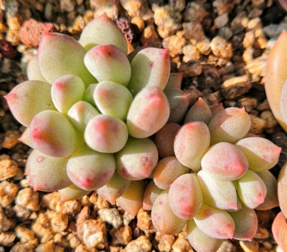 秋天到了，又想入手一波？又爱又恨的多肉，该不该入手呢？休闲区蓝鸢梦想 - Www.slyday.coM