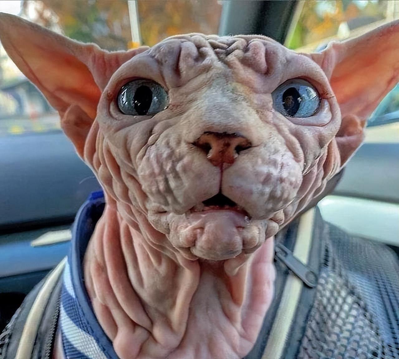 想养“通人性”的猫咪,就选这4种吧,每一只都很懂事休闲区蓝鸢梦想 - Www.slyday.coM 想养“通人性”的猫咪,就选这4种吧,每一只都很懂事休闲区蓝鸢梦想 - Www.slyday.coM