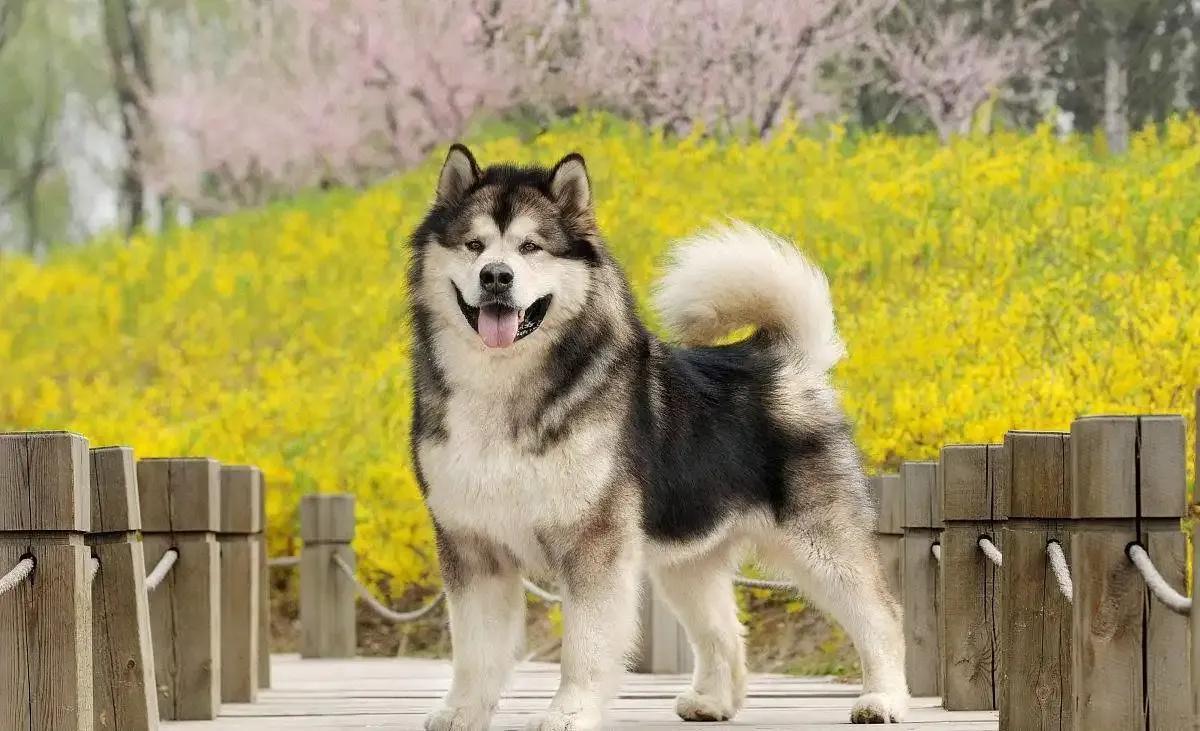 "阿拉斯加犬"的6大缺点,一般人都接受不了|阿拉斯加犬|阿拉斯加|狗粮