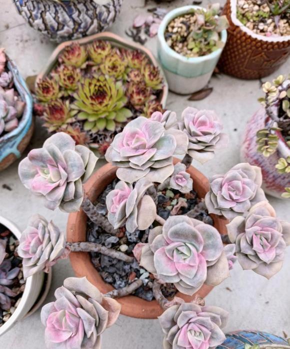 秋天到了，又想入手一波？又爱又恨的多肉，该不该入手呢？休闲区蓝鸢梦想 - Www.slyday.coM