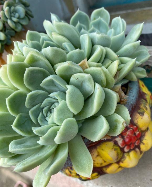 秋天到了，又想入手一波？又爱又恨的多肉，该不该入手呢？休闲区蓝鸢梦想 - Www.slyday.coM