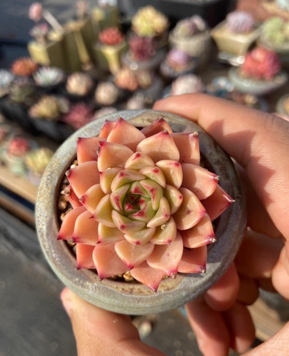 秋天到了，又想入手一波？又爱又恨的多肉，该不该入手呢？休闲区蓝鸢梦想 - Www.slyday.coM