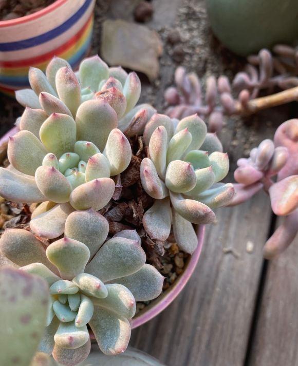 秋天到了，又想入手一波？又爱又恨的多肉，该不该入手呢？休闲区蓝鸢梦想 - Www.slyday.coM