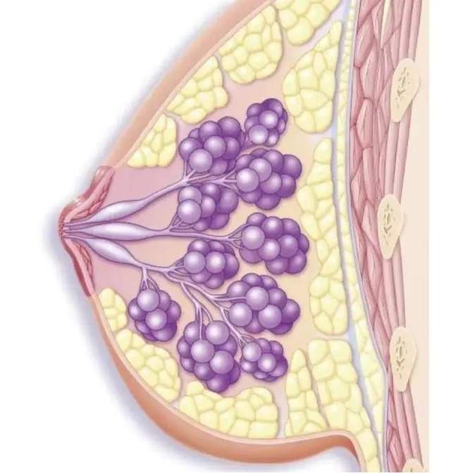 火针治疗乳腺结节效果明显__财经头条