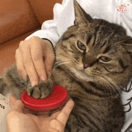 想养“通人性”的猫咪,就选这4种吧,每一只都很懂事休闲区蓝鸢梦想 - Www.slyday.coM 想养“通人性”的猫咪,就选这4种吧,每一只都很懂事休闲区蓝鸢梦想 - Www.slyday.coM