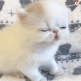 想养“通人性”的猫咪,就选这4种吧,每一只都很懂事休闲区蓝鸢梦想 - Www.slyday.coM 想养“通人性”的猫咪,就选这4种吧,每一只都很懂事休闲区蓝鸢梦想 - Www.slyday.coM