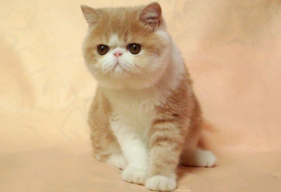 想养“通人性”的猫咪,就选这4种吧,每一只都很懂事休闲区蓝鸢梦想 - Www.slyday.coM 想养“通人性”的猫咪,就选这4种吧,每一只都很懂事休闲区蓝鸢梦想 - Www.slyday.coM