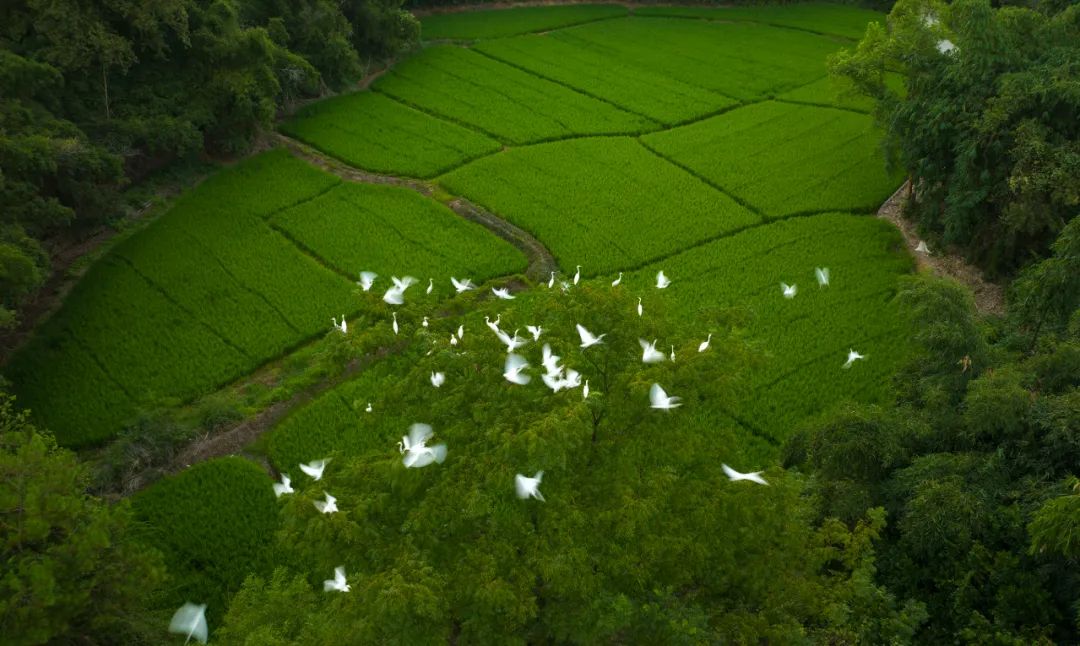 落霞与白鹭齐飞！古诗中的美景在桂林再现休闲区蓝鸢梦想 - Www.slyday.coM