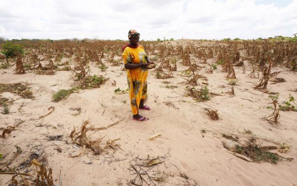 非洲之角正经历严重干旱，3月23日，村民卡罗琳在肯尼亚基利菲枯萎的玉米地展示未长成的玉米棒。（新华社）