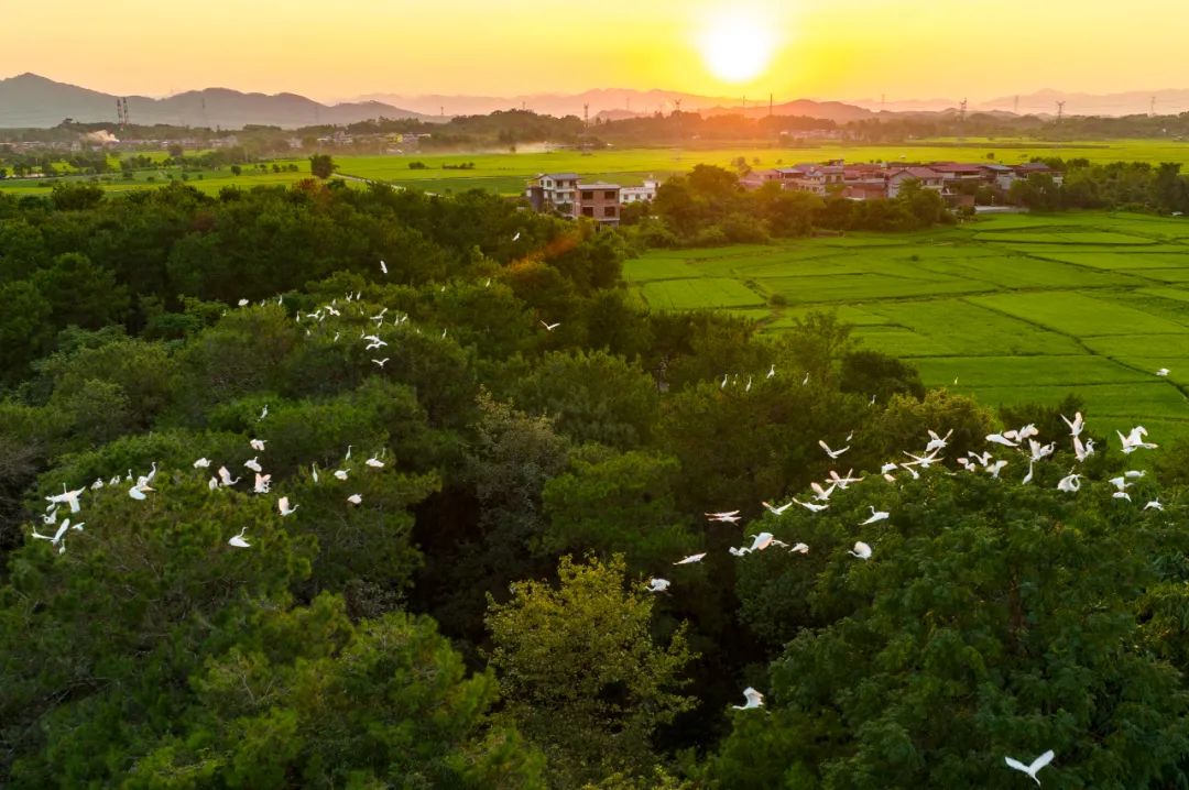 落霞与白鹭齐飞！古诗中的美景在桂林再现休闲区蓝鸢梦想 - Www.slyday.coM