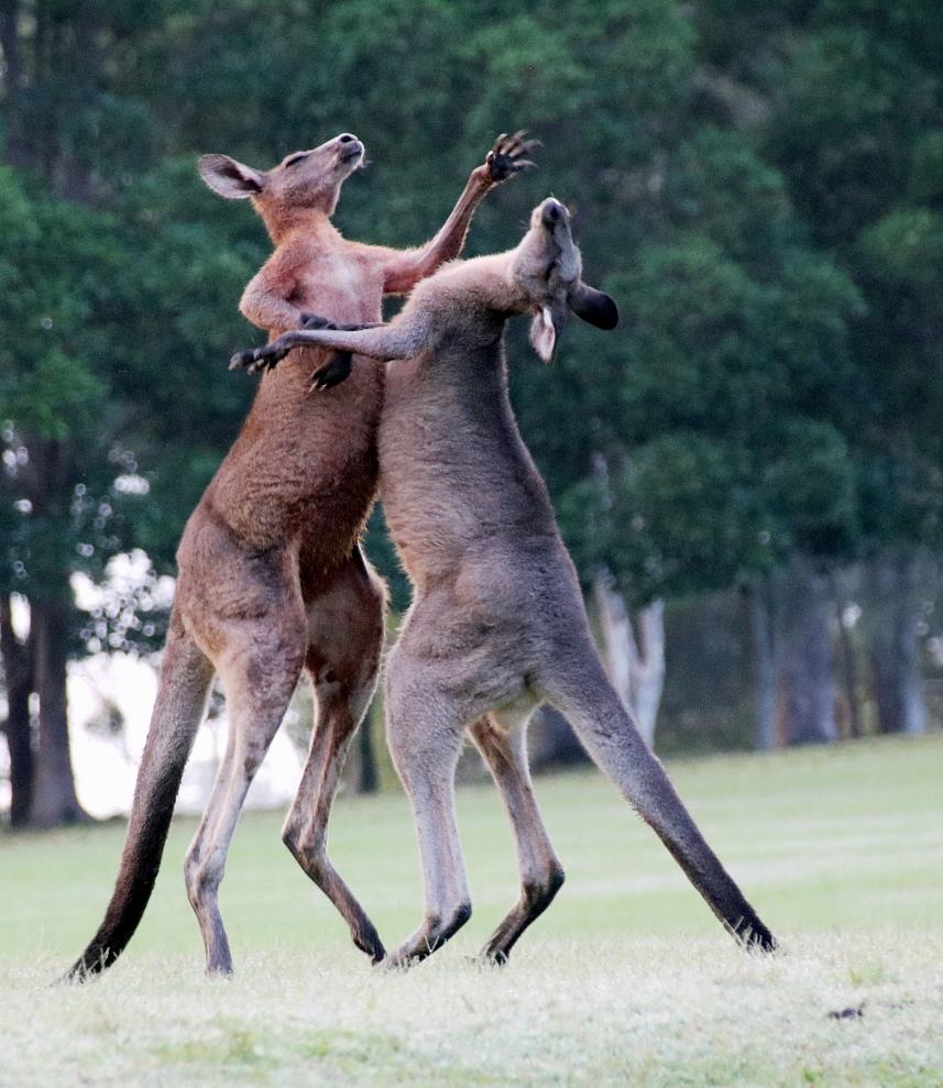 澳大利亚发生80年一遇“袋鼠杀人”，肇事袋鼠被警方击毙休闲区蓝鸢梦想 - Www.slyday.coM