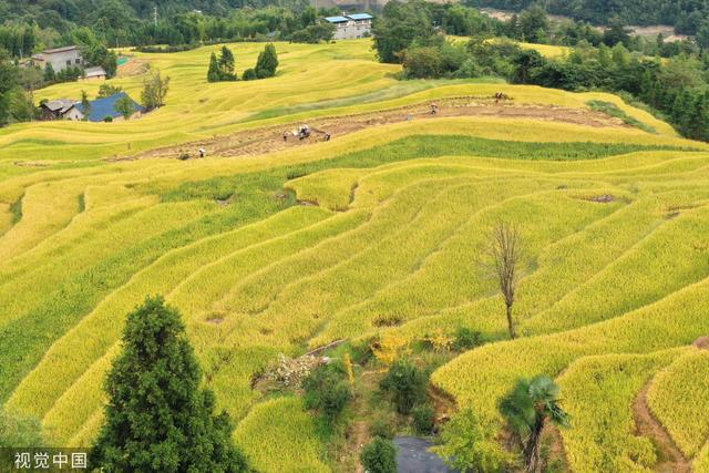 广西桂林千亩梯田水稻陆续成熟 迎来最佳观赏期|广西_新浪财经_新浪网