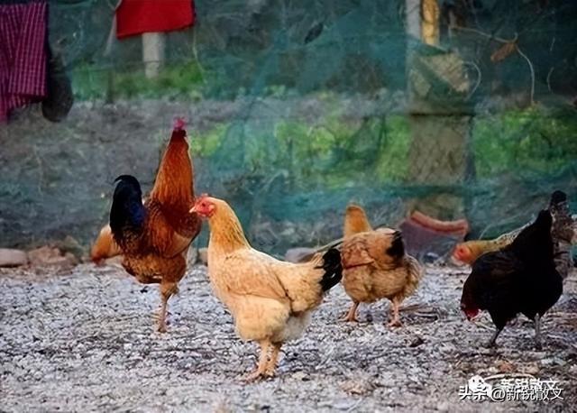 养鸡的故事:除了工分再无进项的农民,不养鸡生活都无法正常运转|鸡蛋|生活_新浪新闻