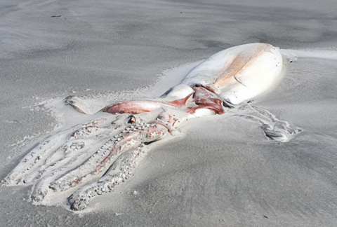 新西兰海滩现巨型深海生物尸体（社交媒体）