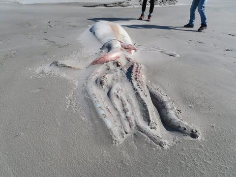 新西兰海滩现巨型深海生物尸体：长超4米，游客围观