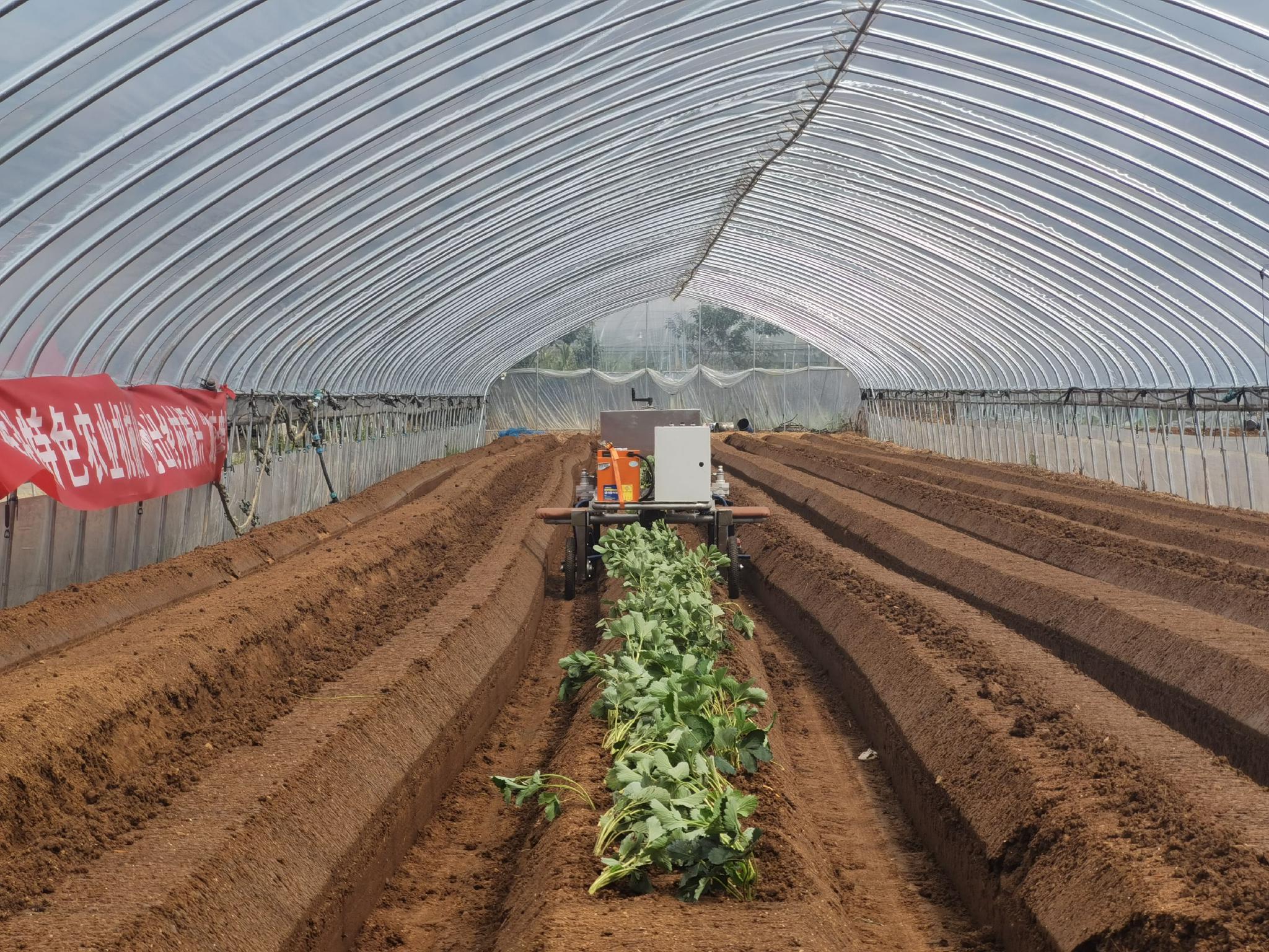 江苏大学研发草莓移栽机助力莓农种植